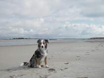 Unser Australian Shepard sitzt nach einem Meerbad am Strand am Atlantik in Frankreich. Aufgenommen im Frhjahr 2005.