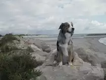 Unser Australian Shepard posiert auf den Steinen der K�stenbefestigung am Strand in Frankreich. Aufgenommen im Fr�hjahr 2005.