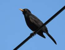 AMSEL AUF DB-OBERLEITUNGSDRAHT
Mit den Rabenvgeln sind die Amseln sehr hufig auf Oberleitungsdrhten der Bahn whrend einer
Flugpause zu beobachten,wie hier am 29.5.2020 in KIRCHEN/SIEG......