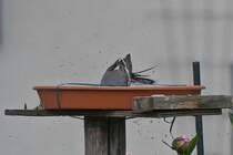 Die Bachstelze nutz unsere Vogeltrnke im Garten fr ein erfischendes Bad bei diesen Sommerlichen Temperaturen. 03.06.2020 (Jeanny)