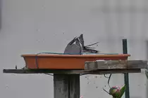 Die Bachstelze nutz unsere Vogeltr�nke im Garten f�r ein erfischendes Bad bei diesen Sommerlichen Temperaturen. 03.06.2020 (Jeanny)