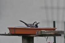 Die Bachstelze nutz unsere Vogeltrnke im Garten fr ein erfischendes Bad bei diesen Sommerlichen Temperaturen. 03.06.2020 (Jeanny)