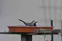 Die Bachstelze nutz unsere Vogeltr�nke im Garten f�r ein erfischendes Bad bei diesen Sommerlichen Temperaturen. 03.06.2020 (Jeanny)