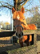 Am 01.01.2015 steht ein Pferd im Oschatzpark, Oschatz.