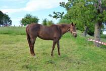 Pferd - Dbeln - 20.05.2020