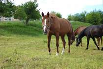 Pferde - Dbeln - 20.05.2020