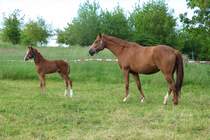 Pferde - Dbeln - 20.05.2020