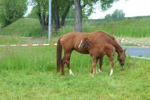 Pferde - Dbeln - 20.05.2020