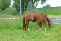 Pferde - D�beln - 20.05.2020