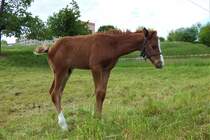 Pferd - Dbeln - 20.05.2020