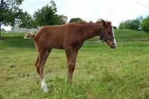 Pferd - D�beln - 20.05.2020