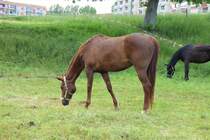 Pferde - Dbeln - 20.05.2020