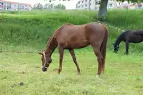 Pferde - D�beln - 20.05.2020