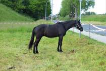 Pferd - Dbeln - 20.05.2020