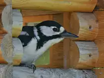 Ein Buntspecht pausiert Ende April 2020 in Hattingen in unserem Futterh�uschen.