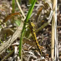 Eine Heidelibelle, so gesehen Mitte Juni 2020 im M�ssentiner Wald.