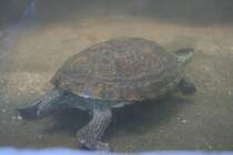Chinesische Streifenschildkrte (Ocadia Sinensis) am 7.12.2009 im Zoo Dresden.