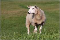 Deichschaf am Weserdeich in Nordenham-Blexen: Wo ist mein Einsatz als n�chstes erforderlich?. 15.06.2020