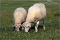 Deichschafe bei der Teamarbeit am Weserdeich in Nordenham-Blexen: Untergrund verfestigen und Bewuchs kurz halten. 15.06.2020