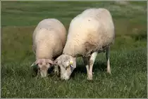 Deichschafe bei der Teamarbeit am Weserdeich in Nordenham-Blexen: Untergrund verfestigen und Bewuchs kurz halten. 15.06.2020