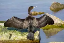 Kormoran trocknet an der Mole sein Gefieder. - 16.06.2020
