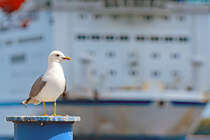 Mwe vor der in Lbeck-Travemnde einlaufenden TT-Line-Fhre HUCKLEBERRY FINN. 14.05.2020