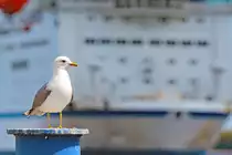 M�we vor der in L�beck-Travem�nde einlaufenden TT-Line-F�hre HUCKLEBERRY FINN. 14.05.2020