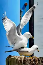 M�wen beim Begattungsakt. L�beck-Travem�nde, 14.05.2020