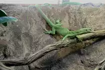 Dieser Smaragdwaran (Varanus prasinus) kann ziemlich schnell sein. 7.12.2009 im Zoo Dresden.