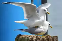 M�wen beim Begattungsakt. L�beck-Travem�nde, 14.05.2020