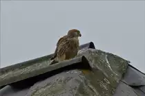 Ein Turmfalke sitz an der Dachspitze einer Feldscheune. 01.07.2020