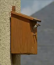 Sperling verl�sst nach dem F�ttern der Jungtiere den Nistkasten.  03.07.2020 (Hans)