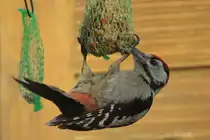 Am 01.07.2020 Buntspecht am Meisenkn�del in Schleswig-Holstein / Bovenau