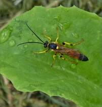 Schlupfwespe auf einem Salatblatt in unserem Garten. 09.07.2020