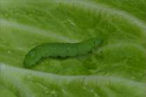 Diese Rape eines kleinen Kohlweiling habe ich am 08.07.2020 auf einem Kohlblatt gesichtet.