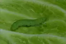 Diese Rape eines kleinen Kohlwei�ling habe ich am 08.07.2020 auf einem Kohlblatt gesichtet.