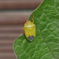 Stinkwanze auf dem Gemse in unserem Garten. 14.07.2020