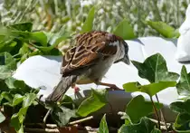 Sperling im Garten an der Vogeltr�nke - 31.05.2020