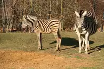 Chapman-Steppenzebras (Equus quagga chapmani) am 7.12.2009 im Zoo Dresden.
