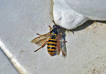 Wespe beim Trinken an der Vogeltrnke im Garten - 17.07.2020