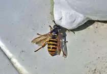 Wespe beim Trinken an der Vogeltr�nke im Garten - 17.07.2020