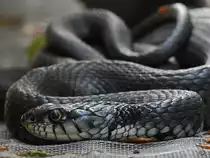 Eine Ringelnatter, so gesehen Mitte Juli 2020 in unserem Garten. (Hattingen)