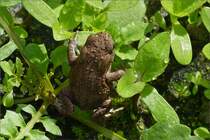 Die kleine Krte versucht vor mir zu flchten. 19.07.2020