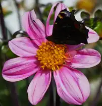 Tagpfauenauge mit geschlossenen Fl�geln auf einer Dahlienbl�te im Garten.  20.07.2020