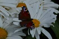 Tagpfauenauge auf einer Margeritenblte im Garten.  20.07.2020