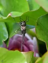Eine frisch geschl�pfte Libelle war Mitte Juli 2020 in Hattingen zu sehen.