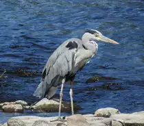 GRAUREIHER IN DER SIEG/BETZDORF
Mitten in Betzdorf wartete dieser Graureiher in der SIEG bei relativ niedrigem Wasserstand auf Beute....
Immer interessant zu beobachten,wie der S-f�rmige Hals schlagartig teleskopartig nach oben ausgefahren
wird,um einen besseren �berblick zu bekommen....am 30.7.2020