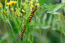 29.7.2020 Friedeburg Marx Hohemoor - Raupe, Jakobskrautb�r