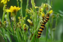 29.7.2020 Friedeburg Marx Hohemoor - Raupe,  Jakobskrautb�r