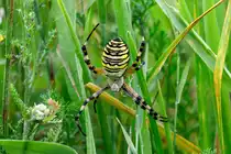 29.07.2020 - Friedeburg Marx Hohemoor - Wespenspinne auf einer Wiese